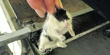 Hamster Crisis at TAP Airlines: 132 Hamsters Escape Their Cages