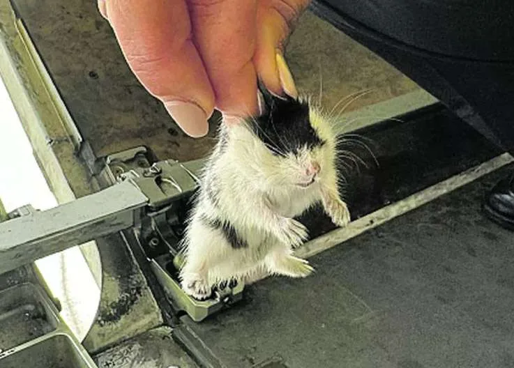 Hamster Crisis at TAP Airlines: 132 Hamsters Escape Their Cages