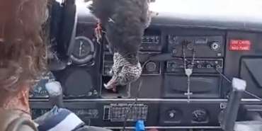 Vulture Collision Causes Damage to Single-Engine Aircraft in the Amazon