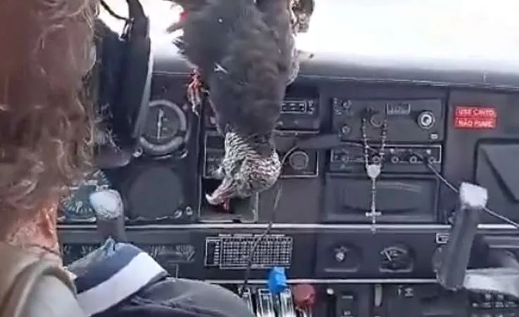 Vulture Collision Causes Damage to Single-Engine Aircraft in the Amazon