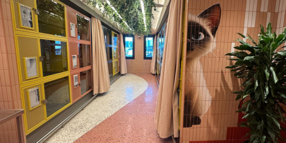 A Big Innovation for Tiny Friends: THY Pet Lounge Opened at Istanbul Airport!