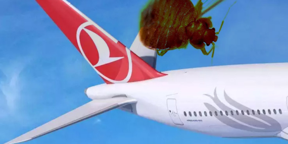 Turkish Airlines Faces Bedbug Complaints from Passengers