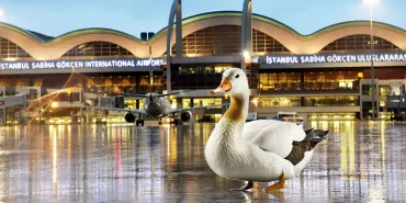 Duck Spotted on Runway, Flights Suspended: What Happened at Sabiha Gökçen?