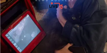 Cat of Russian Passenger Escapes at Istanbul Airport! Detected by Thermal Camera