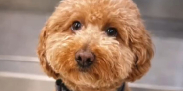 Left Her Dog Tied to the JetBlue Counter and Went to Board the Plane