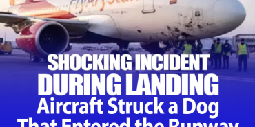 Shocking Incident During Landing: Aircraft Struck a Dog That Entered the Runway