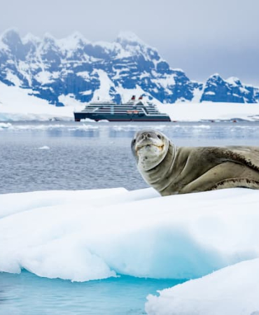 Antarctica_Borgen-Bay_Leopard-Seal_BennBerkeley_29Jan2025_009-1