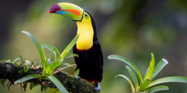 Keel-billed-Toucan-Ramphastos-sulfuratus-perched-on-a-branch-with-moss-and-bromeliad-Costa-Rica