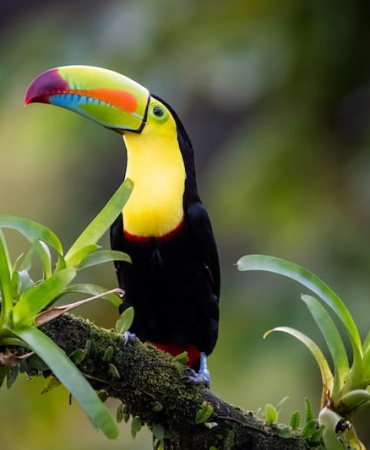 Keel-billed-Toucan-Ramphastos-sulfuratus-perched-on-a-branch-with-moss-and-bromeliad-Costa-Rica