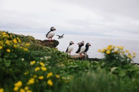 Saunders-Island-2_AdobeStock_332743596