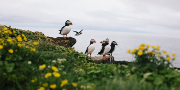 Saunders-Island-2_AdobeStock_332743596
