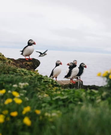 Saunders-Island-2_AdobeStock_332743596