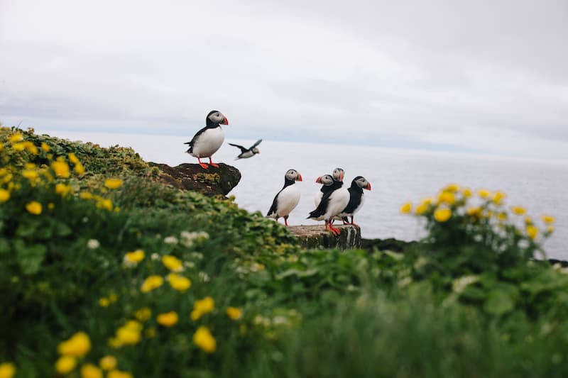 Saunders-Island-2_AdobeStock_332743596