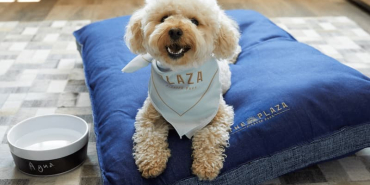 ThePlazaPets_Program-1