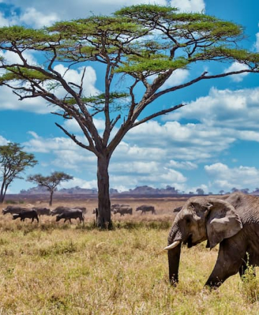elephant-in-savannah-with-buffalo-herd-and-trees-2026-03-18-06-42-11-utc