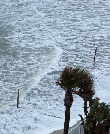 palm-trees-with-the-ocean-surf-2026-01-11-10-25-19-utc-1