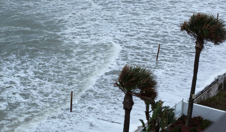 palm-trees-with-the-ocean-surf-2026-01-11-10-25-19-utc-1