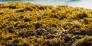 seaweed-and-ocean-water-on-a-sunny-day-2026-03-26-22-55-18-utc