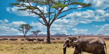 elephant-in-savannah-with-buffalo-herd-and-trees-2026-03-18-06-42-11-utc