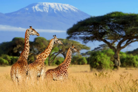 three-giraffe-on-kilimanjaro-mount-background-2026-09-24-10-12-19-utc-1