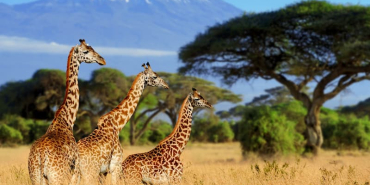 three-giraffe-on-kilimanjaro-mount-background-2026-09-24-10-12-19-utc-1